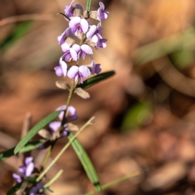 Hovea heterophylla (Common Hovea) at Penrose, NSW - 22 Aug 2023 by Aussiegall