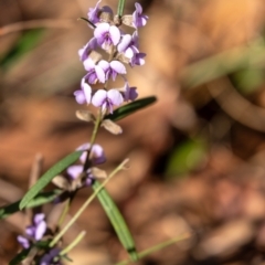 Hovea heterophylla (Common Hovea) at Penrose, NSW - 22 Aug 2023 by Aussiegall