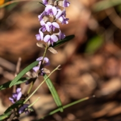 Hovea heterophylla at Penrose, NSW - 22 Aug 2023 04:50 PM