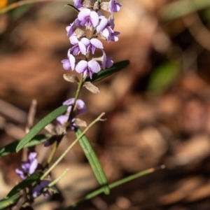 Hovea heterophylla at Penrose, NSW - 22 Aug 2023