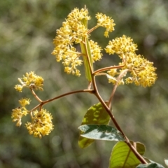 Pomaderris intermedia (Golden Pomaderris) at Penrose, NSW - 28 Aug 2023 by Aussiegall