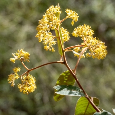 Pomaderris intermedia (Golden Pomaderris) at Penrose, NSW - 28 Aug 2023 by Aussiegall