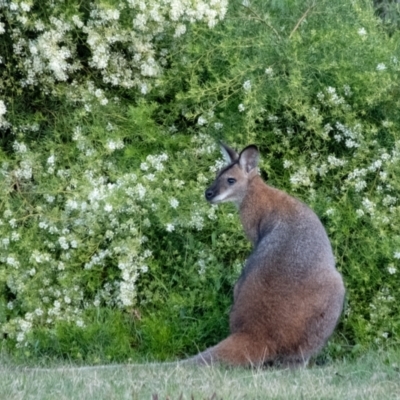Notamacropus rufogriseus (Red-necked Wallaby) at Wingecarribee Local Government Area - 1 Sep 2023 by Aussiegall