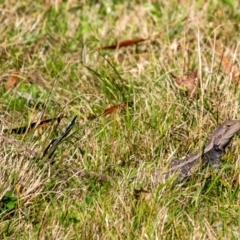 Amphibolurus muricatus (Jacky Lizard) at Penrose - 3 Sep 2023 by Aussiegall