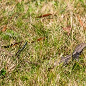 Amphibolurus muricatus at Penrose - 3 Sep 2023