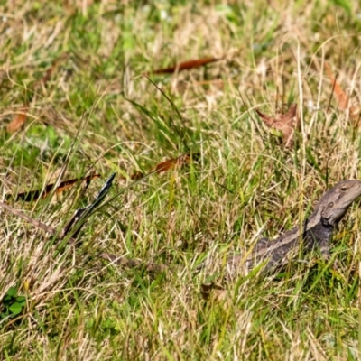 Amphibolurus muricatus (Jacky Lizard) at Penrose, NSW - 3 Sep 2023 by Aussiegall