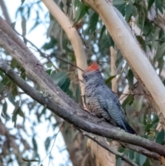 Callocephalon fimbriatum (Gang-gang Cockatoo) at Penrose, NSW - 26 Aug 2023 by Aussiegall