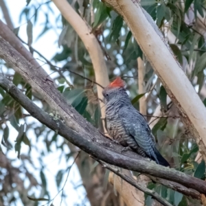 Callocephalon fimbriatum at Penrose, NSW - suppressed