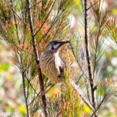 Anthochaera carunculata (Red Wattlebird) at Wingecarribee Local Government Area - 3 Sep 2023 by Aussiegall