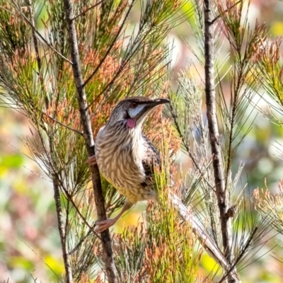 Anthochaera carunculata (Red Wattlebird) at Wingecarribee Local Government Area - 3 Sep 2023 by Aussiegall