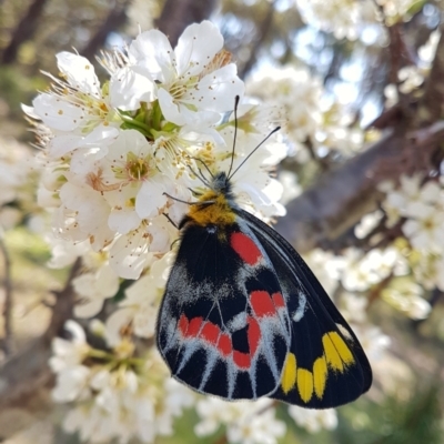 Delias harpalyce (Imperial Jezebel) at Penrose, NSW - 2 Sep 2023 by Aussiegall