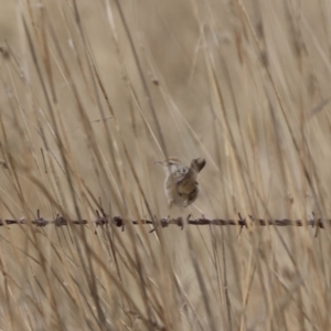 Cincloramphus timoriensis at Tarago, NSW - 13 Aug 2023