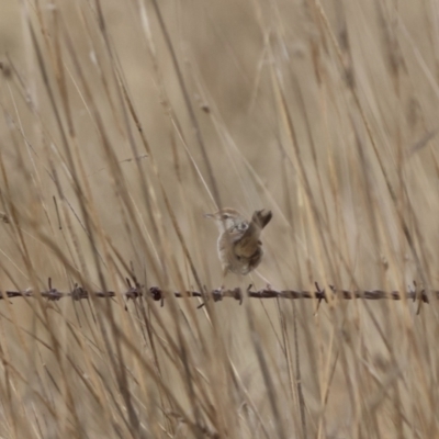 Cincloramphus timoriensis (Tawny Grassbird) at QPRC LGA - 12 Aug 2023 by Liam.m