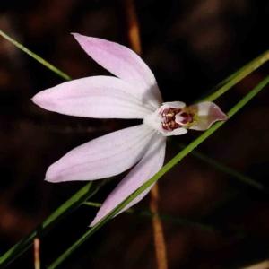 Caladenia fuscata at O'Connor, ACT - suppressed