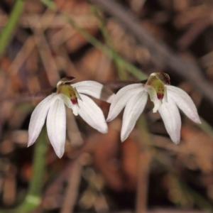 Caladenia fuscata at Acton, ACT - suppressed