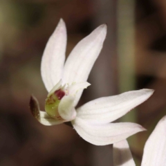 Caladenia fuscata at Acton, ACT - 5 Sep 2023