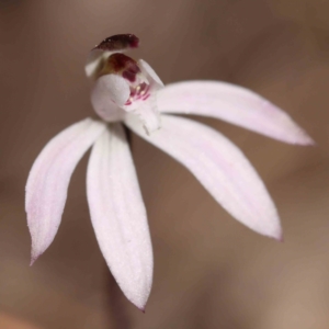 Caladenia fuscata at Acton, ACT - 5 Sep 2023