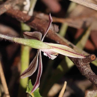 Caladenia fuscata (Dusky Fingers) at Acton, ACT - 5 Sep 2023 by ConBoekel