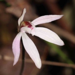 Caladenia fuscata at Acton, ACT - suppressed