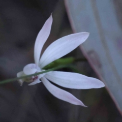 Caladenia fuscata (Dusky Fingers) at Acton, ACT - 5 Sep 2023 by ConBoekel