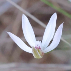 Caladenia fuscata at Acton, ACT - suppressed