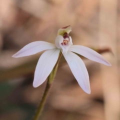 Caladenia fuscata (Dusky Fingers) at Caladenia Forest, O'Connor - 5 Sep 2023 by ConBoekel