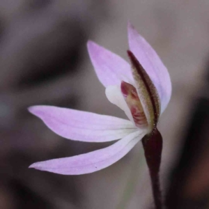 Caladenia fuscata at Acton, ACT - suppressed