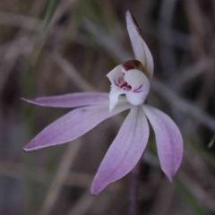 Caladenia fuscata at Acton, ACT - suppressed