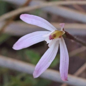 Caladenia fuscata at O'Connor, ACT - 5 Sep 2023