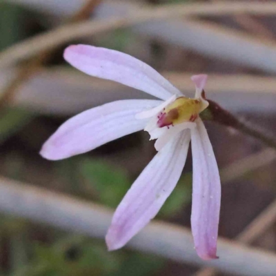 Caladenia fuscata (Dusky Fingers) at O'Connor, ACT - 5 Sep 2023 by ConBoekel