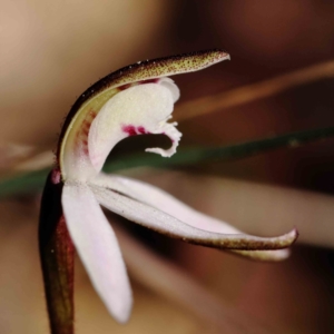 Caladenia fuscata at O'Connor, ACT - suppressed