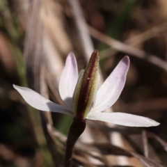 Caladenia fuscata at O'Connor, ACT - 5 Sep 2023