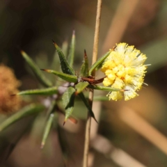 Acacia gunnii (Ploughshare Wattle) at Acton, ACT - 5 Sep 2023 by ConBoekel