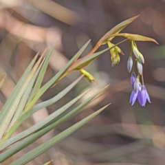 Stypandra glauca (Nodding Blue Lily) at Caladenia Forest, O'Connor - 5 Sep 2023 by ConBoekel