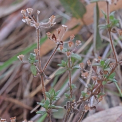 Pomax umbellata (A Pomax) at Acton, ACT - 5 Sep 2023 by ConBoekel