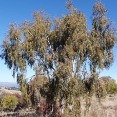 Eucalyptus pauciflora subsp. pauciflora (White Sally, Snow Gum) at Belconnen, ACT - 26 Jul 2023 by CathB