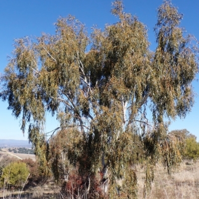 Eucalyptus pauciflora subsp. pauciflora (White Sally, Snow Gum) at Mount Painter - 26 Jul 2023 by CathB