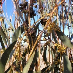 Eucalyptus pauciflora subsp. pauciflora at Mount Painter - 26 Jul 2023 11:46 AM