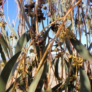 Eucalyptus pauciflora subsp. pauciflora at Mount Painter - 26 Jul 2023 11:46 AM