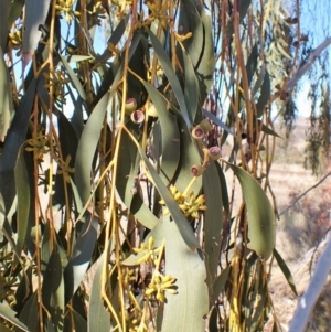 Eucalyptus pauciflora subsp. pauciflora at Mount Painter - 26 Jul 2023