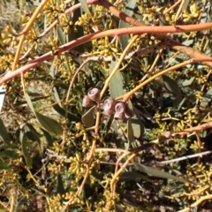 Eucalyptus pauciflora subsp. pauciflora at Mount Painter - 26 Jul 2023 11:46 AM