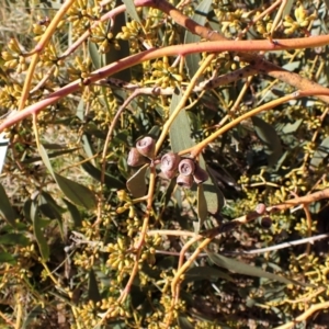 Eucalyptus pauciflora subsp. pauciflora at Belconnen, ACT - 26 Jul 2023