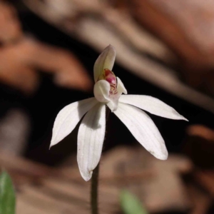 Caladenia fuscata at Acton, ACT - 5 Sep 2023