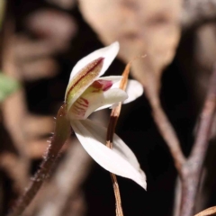 Caladenia fuscata at Acton, ACT - 5 Sep 2023