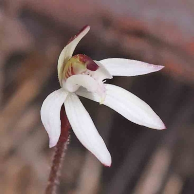 Caladenia fuscata (Dusky Fingers) at Acton, ACT - 5 Sep 2023 by ConBoekel