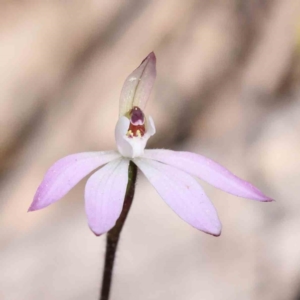 Caladenia fuscata at Acton, ACT - suppressed