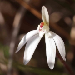 Caladenia fuscata (Dusky Fingers) at O'Connor, ACT - 5 Sep 2023 by ConBoekel