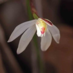 Caladenia fuscata at O'Connor, ACT - 5 Sep 2023