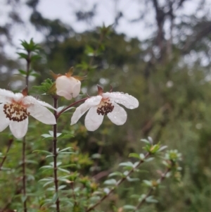 Bauera rubioides at Wellington Park, TAS - 4 Jul 2023 01:28 PM