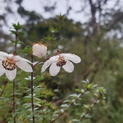 Bauera rubioides (Wiry Bauera) at Wellington Park, TAS - 4 Jul 2023 by Detritivore